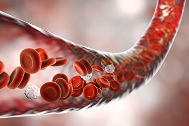 Blood vessel with flowing blood cells, 3D illustration